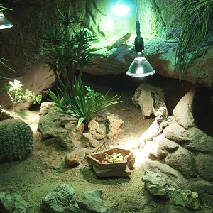 Central bearded dragon terrarium, 2014-02-16