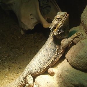 Central bearded dragon (Pogona vitticeps), 2014-02-16