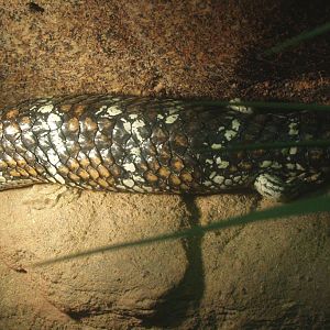 Shingleback skink (Tiliqua rugosa), 2014-02-16