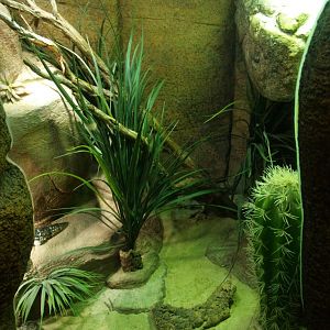 Shingleback skink terrarium, 2014-02-16