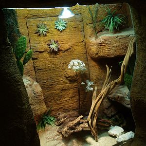 California kingsnake terrarium, 2014-02-16