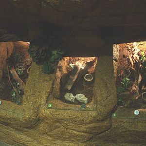 Arachnid terrariums, 2014-02-16