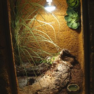 Tarantula terrarium, 2014-02-16