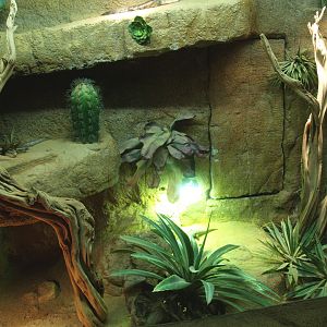 Blue-tongued skink terrarium, 2014-02-16