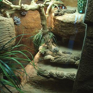 Atlantic Central American milksnake terrarium, 2014-02-16