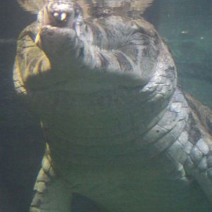 False Gharial - Zooparc de Beauval - 06/2020