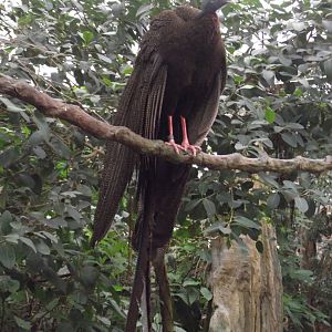 Great Argus - Zooparc de Beauval - 01/2019