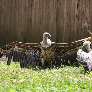 Cheetah Conservation Station - Ruppell's Griffon Vultures