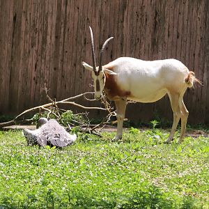 Cheetah Conservation Station - Ruppell's Griffon Vulture - Scimitar-Horned Oryx