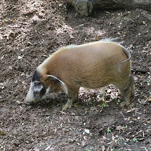 Cheetah Conservation Station - Red River Hog