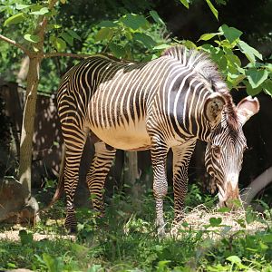 Cheetah Conservation Station - Grevy's Zebra