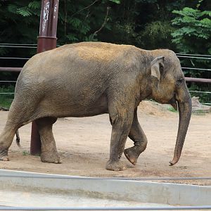 Elephant Trails - Asian Elephant