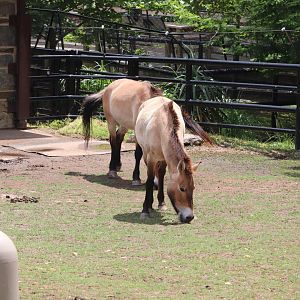 National Zoo - Przewalski’s Horses