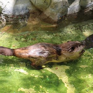 American Trail - North American Beavers