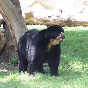 National Zoo - Andean Bear