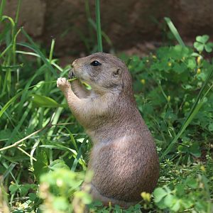 National Zoo - Black-Tailed Prairie Dog