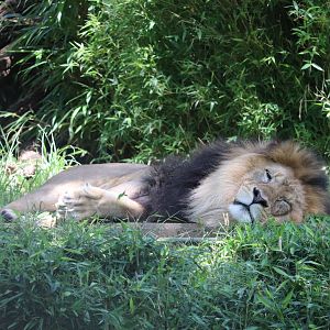 Great Cats - African Lion