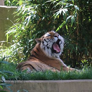 Great Cats - Amur Tiger