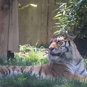 Great Cats - Amur Tiger