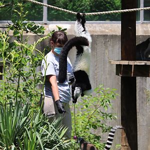 Lemur Island - Black-and-White Ruffed Lemur - Ring-Tailed Lemurs