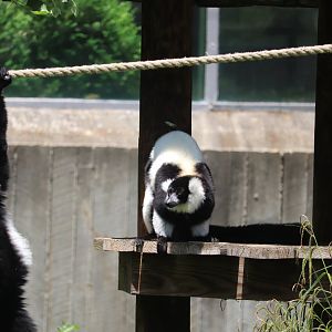 Lemur Island - Black-and-White Ruffed Lemurs