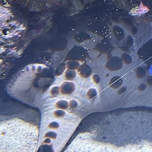 Chocolate chip sea star