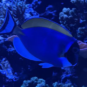 powder blue tang