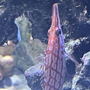 longnose hawkfish