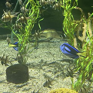 hippo tang And banggai cardinalfish