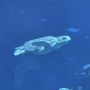 Sea turtle