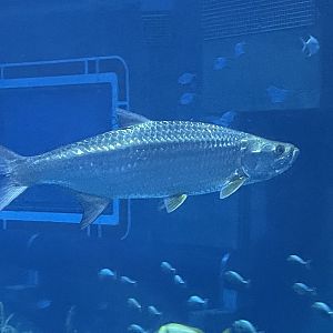 Atlantic tarpon