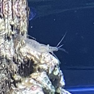 Can anyone id shrimp