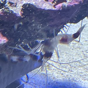 Can anyone id shrimp