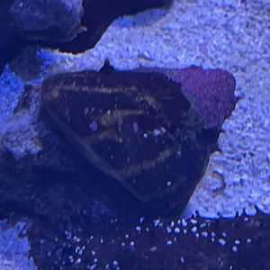 Can anyone id this snail