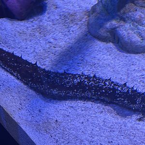 Can anyone id This sea cucumber