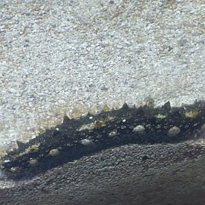 Can anyone id sea cumber