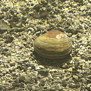 Is this a rock or clam.