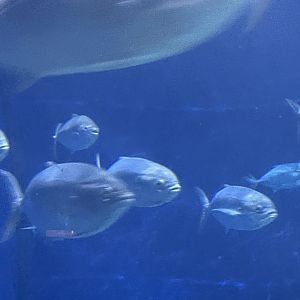 Can anyone id These fish