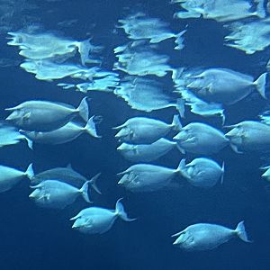 Can anyone id this fish