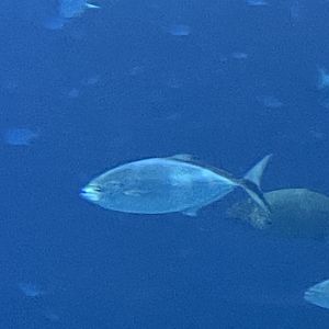 Can anyone id this fish