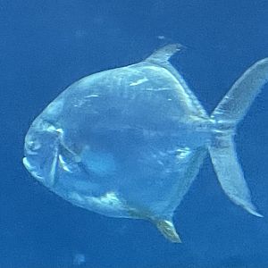 Can anyone id this fish