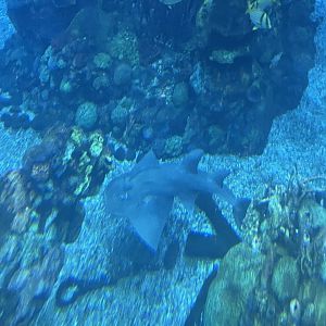 Can anyone id this fish