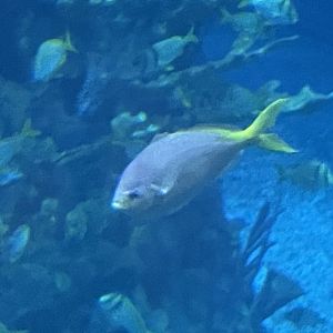 Can anyone id this fish