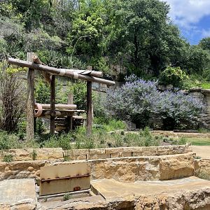 San Antonio Zoo - Andean Bear Exhibit