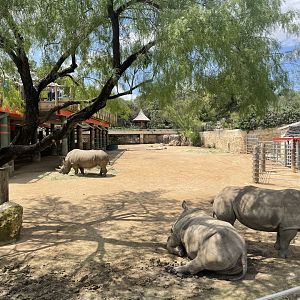 San Antonio Zoo - White Rhino Exhibit