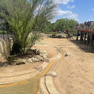 San Antonio Zoo - White Rhino Exhibit