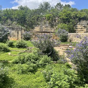 San Antonio Zoo - Addra Gazelle Exhibit