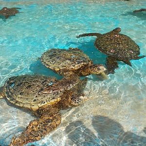 Green sea turtles