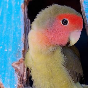 Peach-faced lovebird