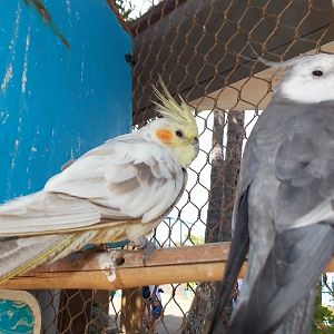 Cockatiels